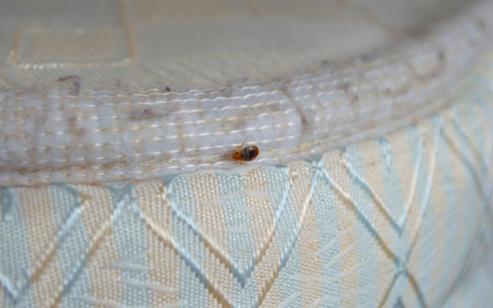 pictures of baby bed bugs on mattress