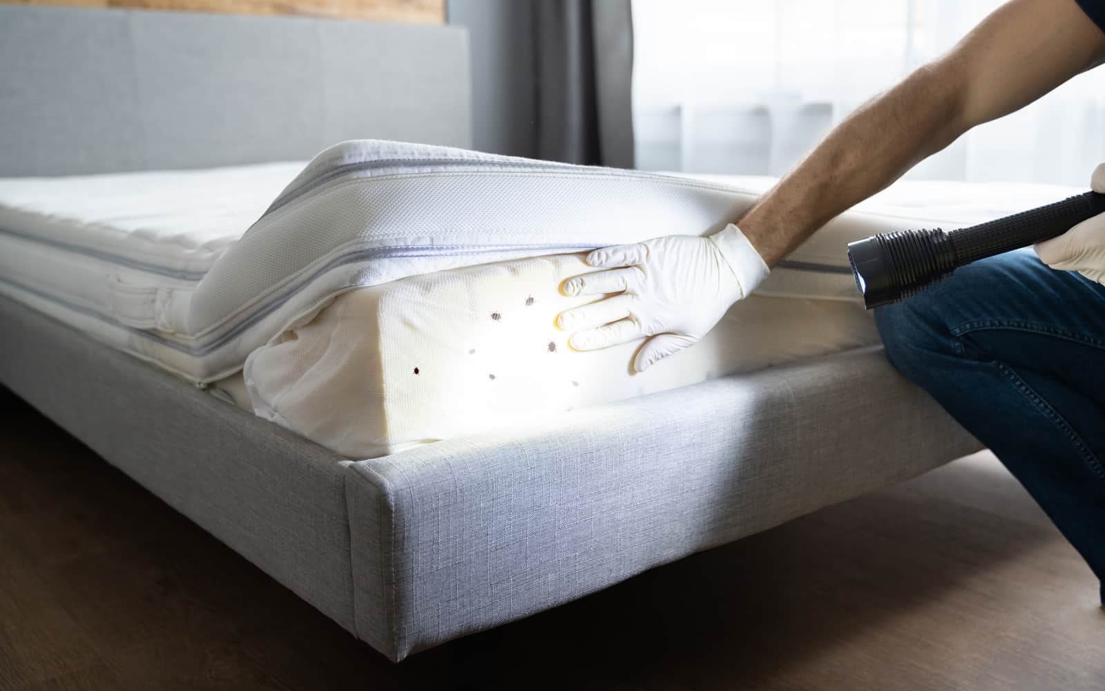 orkin bed bug mattress encasement reviews