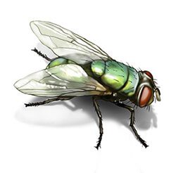 Flies  Facts & Identification, Control & Prevention