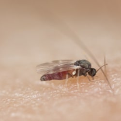 Black Flies  Facts & Identification, Control & Prevention