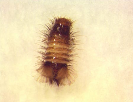 Carpet Beetles | Facts & Identification, Control & Prevention