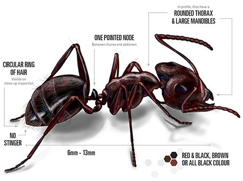 types of winged ants with long stingers