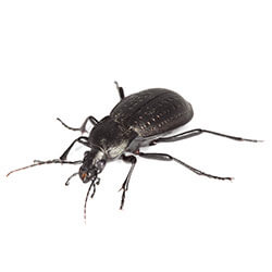 Ground Beetles Facts Identification Control Prevention
