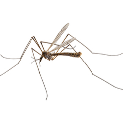 Daddy Long Legs Lifespan And Other Facts