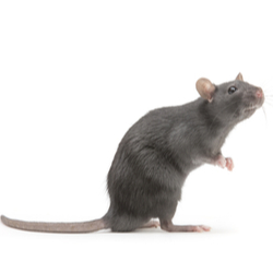 Rats | Facts & Identification, Control & Prevention