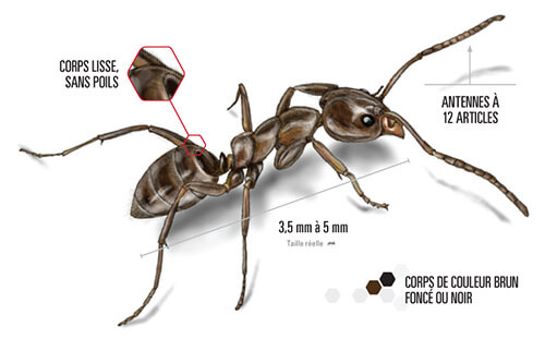 https://www.orkincanada.ca/drive/uploads/2018/10/argentine-ant-illustration-french.jpg