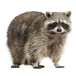 are raccoons apart of the dog or cat family