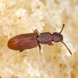 Grain Beetles  Facts & Identification, Control & Prevention