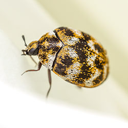 Carpet Beetles Facts Identification Control Prevention