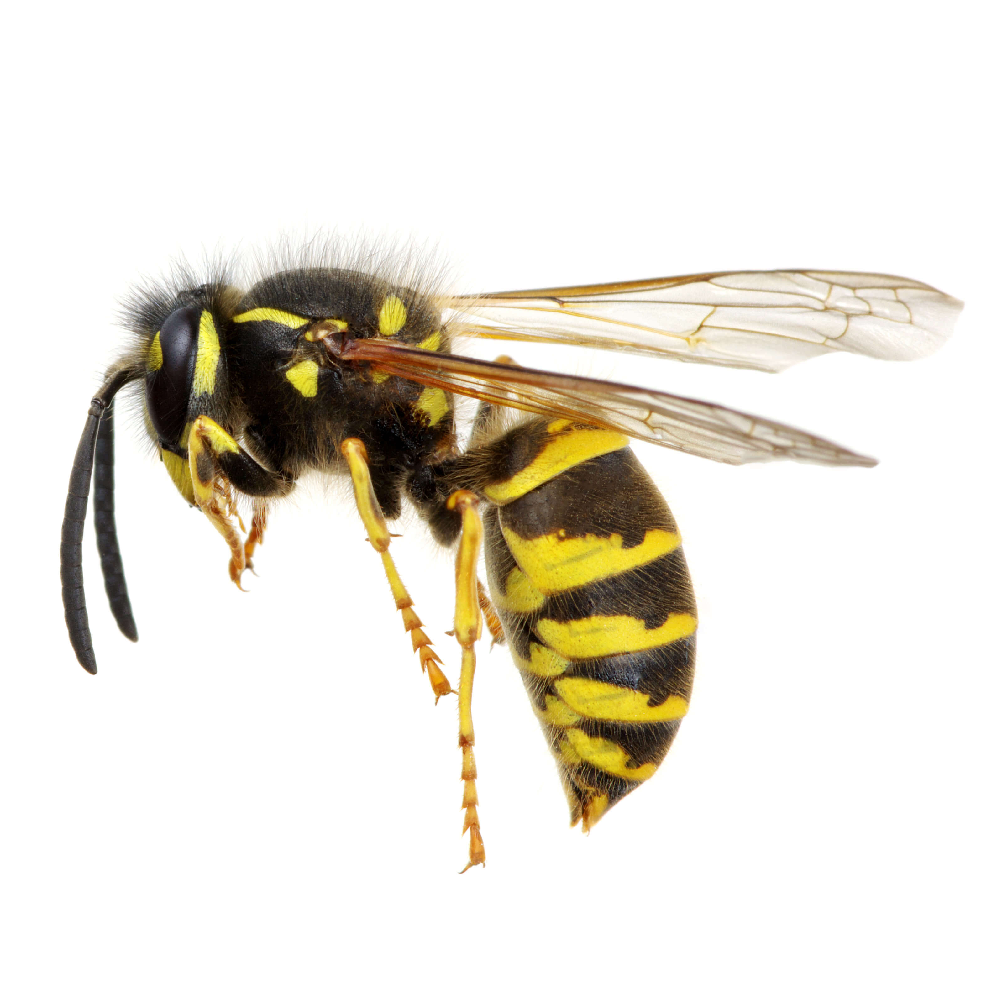 big black bee with yellow head