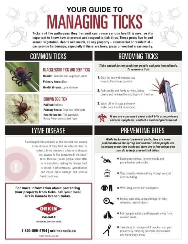 Everything You Need to Know About Ticks - Orkin