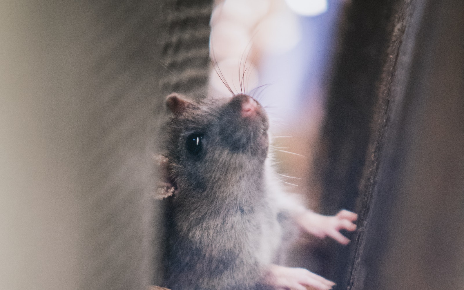 Mice in your Attic or Home? Learn How to Get Rid of Them!