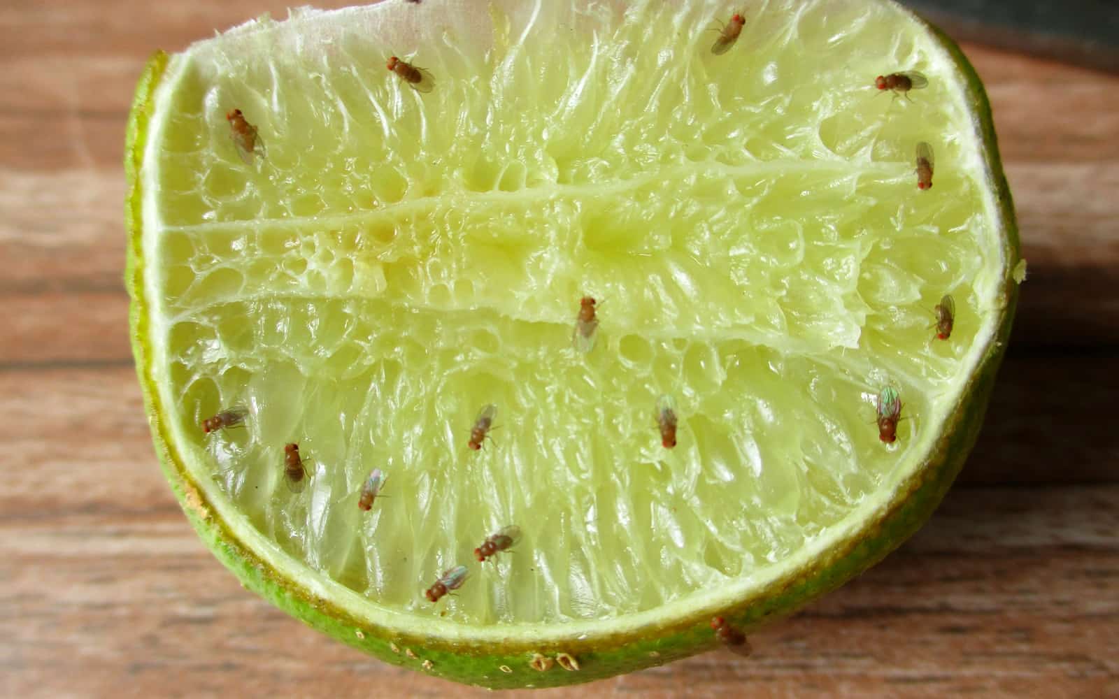 Comment tuer les mouches à fruit, selon un scientifique