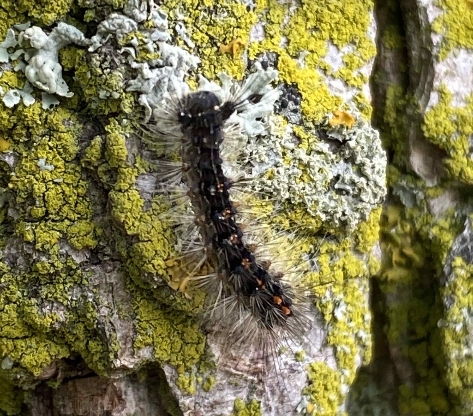 Everything You Need To Know About Spongy Moths Orkin